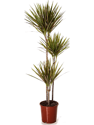 Colorful Dragon Tree Dracaena marginata Bicolor Tall Indoor House Plants Trees