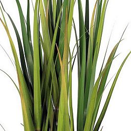 SUGARCANE Artificial Tree Plant
