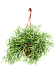 Cheerful Mistletoe Cactus Rhipsalis heteroclada Indoor House Plants