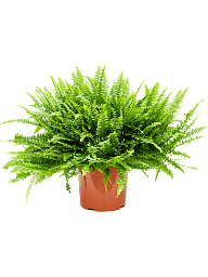 Cheerful Boston Fern Nephrolepis green lady Indoor House Plants