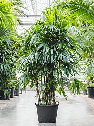 Tropical Lady Palm Rhapis excelsa Indoor House Plants