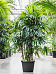 Tropical Lady Palm Rhapis excelsa Indoor House Plants