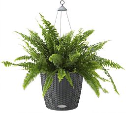 Nephrolepis Exaltata (Sword Fern) in LECHUZA NIDO Cottage Self-watering Hanging Planter, Total Heigh