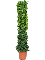 Easy-Care English Ivy Hedera algeriensis 'Montgomery' Indoor House Plants