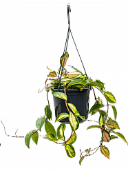 Shade-loving Wax Plant Hoya carnosa 'Tricolor' Indoor House Plants