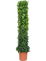 Easy-Care English Ivy Hedera algeriensis 'Montgomery' Indoor House Plants