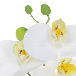 AN-Phalaenopsis Real Touch in Pot Artificial Flower Plant