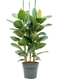 Lush Rubber Plant Ficus elastica 'Robusta' Indoor House Plants
