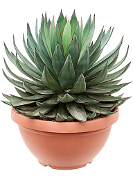Photogenic Blue Glow Agave 'Shaka Zulu' Indoor House Plants