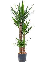 Insta-friendly Spineless Yucca elephantipes Tall Indoor House Plants Trees