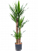 Insta-friendly Spineless Yucca elephantipes Tall Indoor House Plants Trees