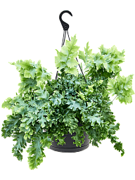 Easy-Care Blue Star Fern Phlebodium aureum 'Davana' Indoor House Plants