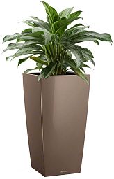 Aglaonema Silver Bay in LECHUZA CUBICO Self-watering Planter, Total Height 85 cm