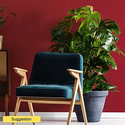Shade-loving Swiss Cheese Plant Monstera deliciosa Indoor House Plants