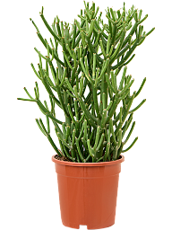 Cheerful African Milk Tree Euphorbia tirucalli Indoor House Plants