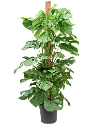 Shade-loving Swiss Cheese Plant Monstera deliciosa Indoor House Plants