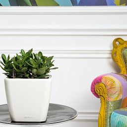 Crassula Money Tree in LECHUZA QUADRO LS Self-watering Planter, Total Height 30 cm