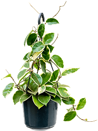 Shade-loving Wax Plant Hoya carnosa 'Krimson Queen' Indoor House Plants