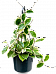 Hoya carnosa 'Krimson Queen'