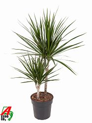 Showy Madagascar Dragon Tree Dracaena marginata Tall Indoor House Plants Trees