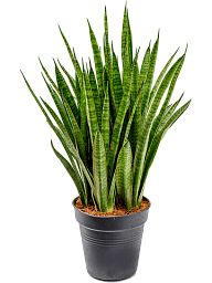 Easy-Care Snake Plant Sansevieria kirkii Indoor House Plants