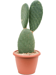 Easy-Care Spineless Prickly Pear Cactus Opuntia titania Indoor House Plants
