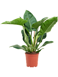 Lush Heart-Leaf Philodendron 'Imperial Green' Indoor House Plants