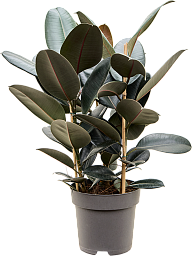 Lush Rubber Plant Ficus elastica 'Abidjan' Indoor House Plants