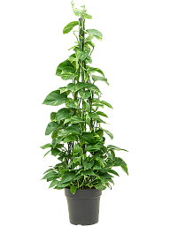 Shade-loving Pothos Scindapsus (Epipremnum) 'Aureum' Indoor House Plants