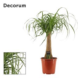 Beaucarnea