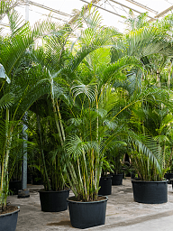 Lush Areca Palm Dypsis (Areca) lutescens Indoor House Plants