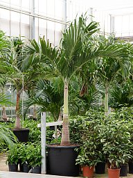 Lush Manila Palm Veitchia (Adonidia) merrillii (575-650) Indoor House Plants