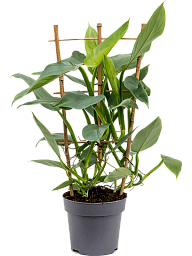 Lush Heart-Leaf Philodendron ‘Silver Queen’ Indoor House Plants
