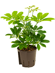 Easy-Care Umbrella Tree Schefflera arboricola 'Compacta' Tall Indoor House Plants Trees