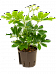Easy-Care Umbrella Tree Schefflera arboricola 'Compacta' Tall Indoor House Plants Trees