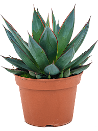 Photogenic Blue Glow Agave 'Shaka Zulu' Indoor House Plants