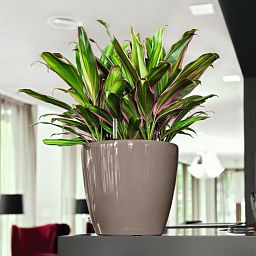 LECHUZA CLASSICO LS Round Poly Resin Self-watering Planter