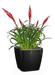 Blooming Scarlet Vriesea in LECHUZA QUADRO LS Self-watering Planter, Total Height 50 cm