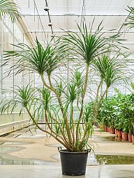 Easy-Care Dragon Tree Dracaena draco 'Compact' Tall Indoor House Plants Trees
