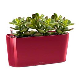 Crassula Money Tree in LECHUZA DELTA Self-watering Planter, Total Height 35 cm