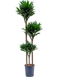 Easy-Care Corn Plant Dracaena fragrans 'Compacta' Indoor House Plants