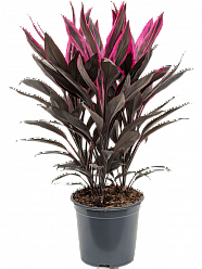 Colorful Ti Plant Cordyline fruticosa 'Tango' Indoor House Plants