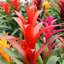 Blooming Bromeliads in LECHUZA DELTA Self-watering Planter, Total Height 50 cm
