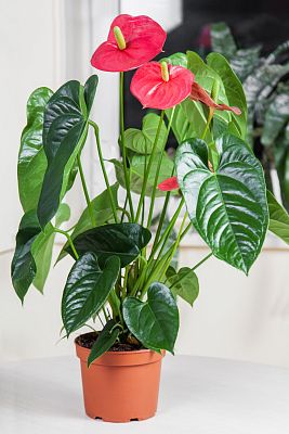 House Plant Care Pest Control Spray by Plantsmith