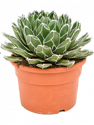 Cute Royal Agave victoriae-reginae Indoor House Plants