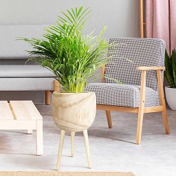 HORTICO TREND Wooden House Planter with Legs, Tall Indoor Plant Pot Stand with Waterproof Liner
