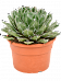 Cute Royal Agave victoriae-reginae Indoor House Plants