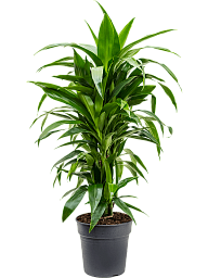 Impressive Corn Plant Dracaena fragrans 'Janet Craig' Tall Indoor House Plants Trees