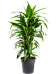 Impressive Corn Plant Dracaena fragrans 'Janet Craig' Tall Indoor House Plants Trees