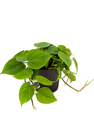 Lush Heart-Leaf Philodendron scandens Indoor House Plants